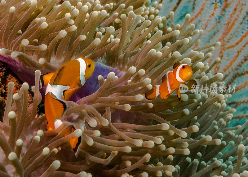 华丽海葵中的水下小丑鱼(Amphiprion ocellaris)